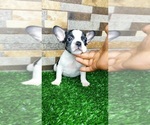 Small Photo #32 French Bulldog Puppy For Sale in BIRMINGHAM, AL, USA