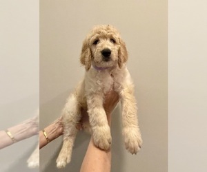 Goldendoodle Puppy for sale in CLARKSVILLE, TN, USA