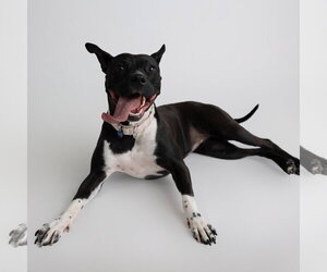 Persephone - Female Mutt Dog for Adoption - Photo #23