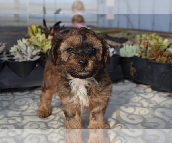 Medium Photo #3 Poodle (Miniature) Puppy For Sale in GREENWOOD, WI, USA