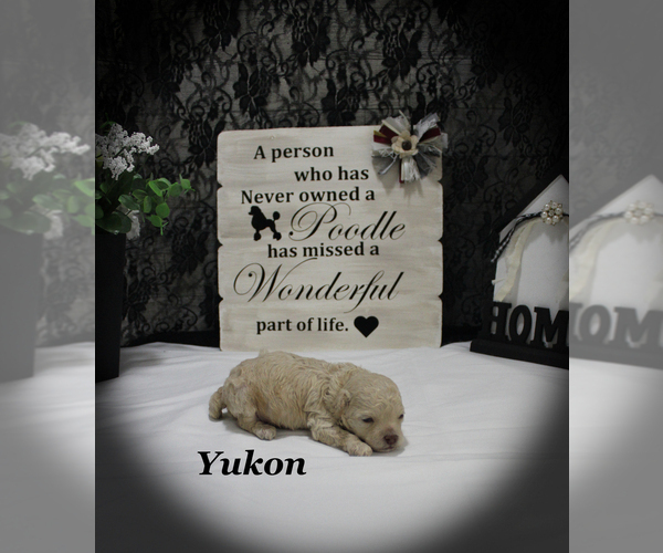 Medium Photo #5 Poodle (Toy) Puppy For Sale in CHANUTE, KS, USA