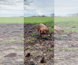 Luke in NC - Male Dachshund Dog for Adoption - Photo #5