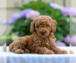 Goldendoodle (Miniature) Puppy for sale in NARVON, PA, USA