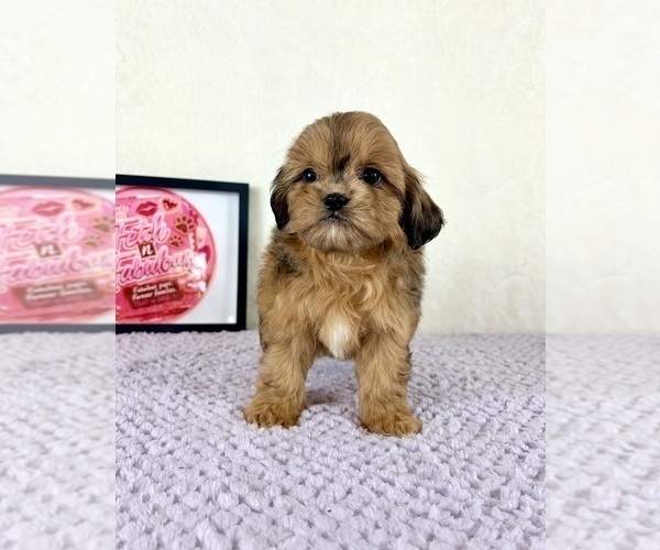 Medium Photo #5 Shih-Poo Puppy For Sale in INDIANAPOLIS, IN, USA