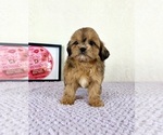 Small #4 Shih-Poo