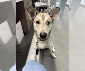 German Shepherd Dog-Siberian Husky Mix Dogs for adoption in San Martin, CA, USA