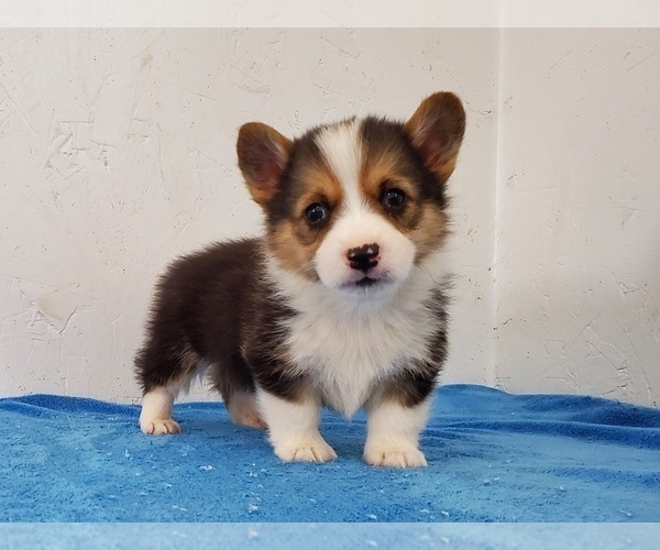 Medium Photo #1 Pembroke Welsh Corgi Puppy For Sale in CLARK, MO, USA