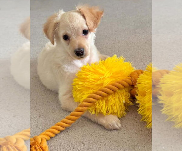 Medium Photo #3 Maltese-Unknown Mix Puppy For Sale in Corona, CA, USA