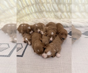 Goldendoodle Litter for sale in WATKINSVILLE, GA, USA