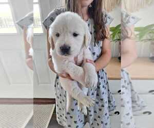 English Cream Golden Retriever Puppy for sale in BEDFORD, PA, USA