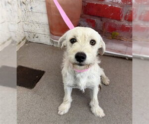 Mutt Dogs for adoption in San Bernardino, CA, USA