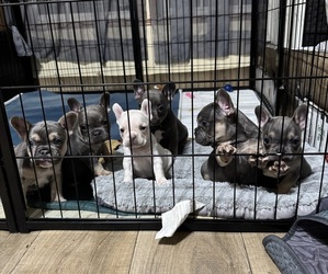 French Bulldog Puppy for Sale in BRIDGEVILLE, Delaware USA