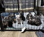 Small French Bulldog