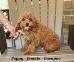 Small #3 Cavapoo