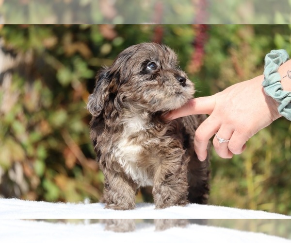 Medium Photo #33 ShihPoo Puppy For Sale in DYERSBURG, TN, USA