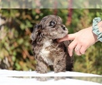 Small #32 ShihPoo