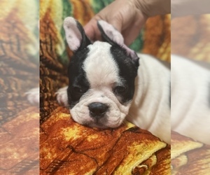 French Bulldog Puppy for sale in BOSTON, MA, USA