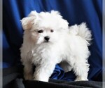 Small Photo #1 Maltese Puppy For Sale in ROCK VALLEY, IA, USA
