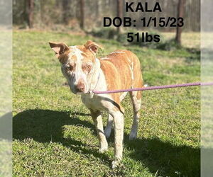 Catahoula Leopard Dog-Unknown Mix Dogs for adoption in Woodbury, NY, USA