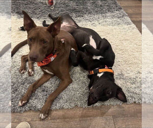 Medium Photo #11 German Shepherd Dog-Unknown Mix Puppy For Sale in Westminster, MD, USA