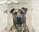 Small American Staffordshire Terrier