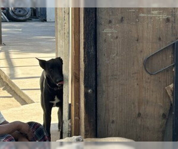 Medium Photo #1 German Shepherd Dog-Unknown Mix Puppy For Sale in Stockton, CA, USA