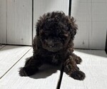 Small #1 Poodle (Miniature)