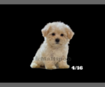 Small Photo #7 Maltipoo Puppy For Sale in SAN DIEGO, CA, USA