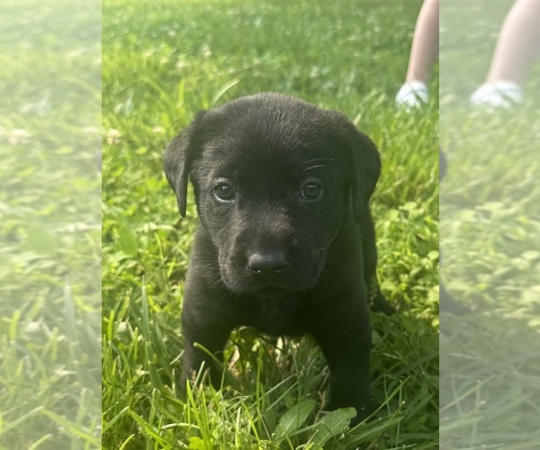 Medium Photo #9 Labrador Retriever Puppy For Sale in MONTICELLO, KY, USA