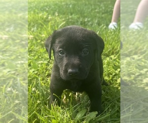 Medium Labrador Retriever