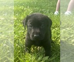 Puppy Puppy 8 pink Labrador Retriever