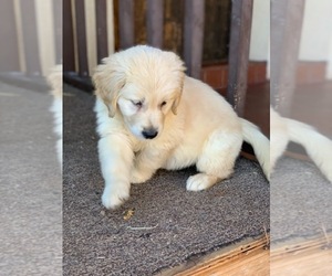 English Cream Golden Retriever Puppy for sale in WESTLAKE VILLAGE, CA, USA