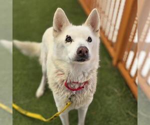Siberian Husky-Unknown Mix Dogs for adoption in Las Vegas, NV, USA