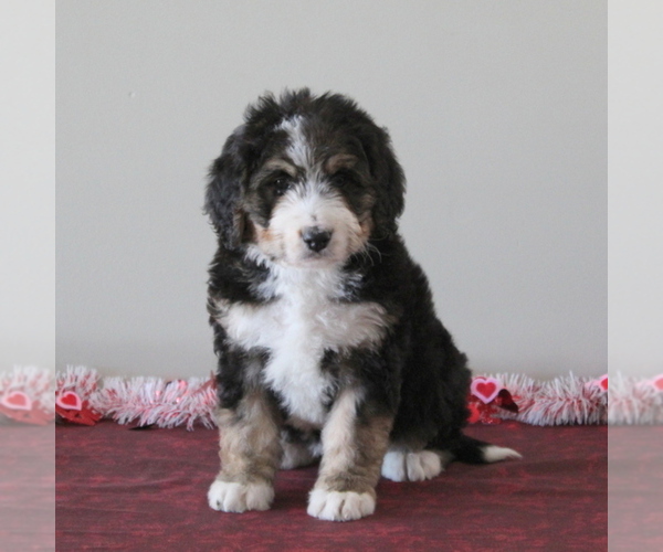 Medium Photo #1 Miniature Bernedoodle Puppy For Sale in PEACH BOTTOM, PA, USA