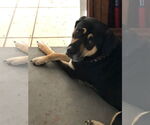 Small #2 Huskies -Rottweiler Mix