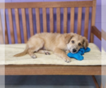 Small #2 Australian Shepherd Mix