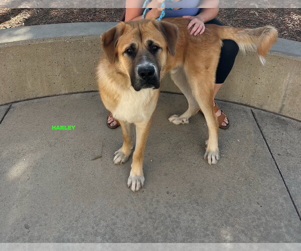 Medium Photo #3 Anatolian Shepherd-Unknown Mix Puppy For Sale in Woodland Hills, CA, USA