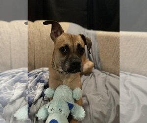 HOLLY - Female Boxer-Unknown Mix Dog for Adoption - Photo #7