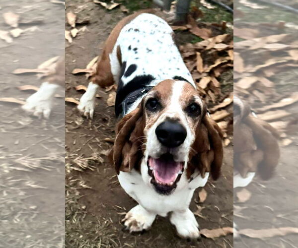 Medium Photo #1 Basset Hound Puppy For Sale in Deepwater, NJ, USA