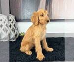 Small Photo #5 Goldendoodle Puppy For Sale in FRANKLIN, IN, USA