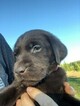Small Photo #9 Labrador Retriever Puppy For Sale in EATONVILLE, WA, USA