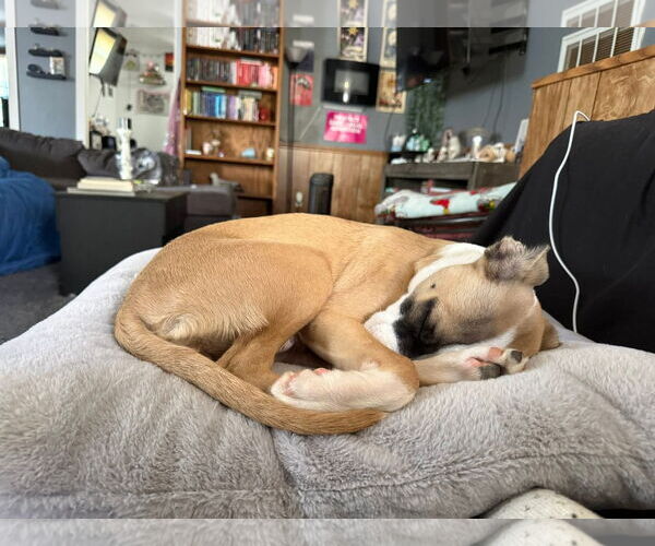 Medium Photo #5 Mutt Puppy For Sale in Holly Springs, NC, USA