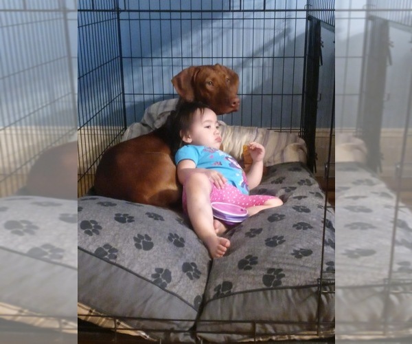 Medium Photo #1 Rhodesian Ridgeback-Weimaraner Mix Puppy For Sale in ASHLAND, PA, USA