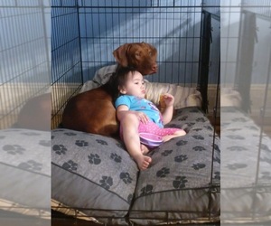 Mother of the Rhodesian Ridgeback-Weimaraner Mix puppies born on 11/01/2025