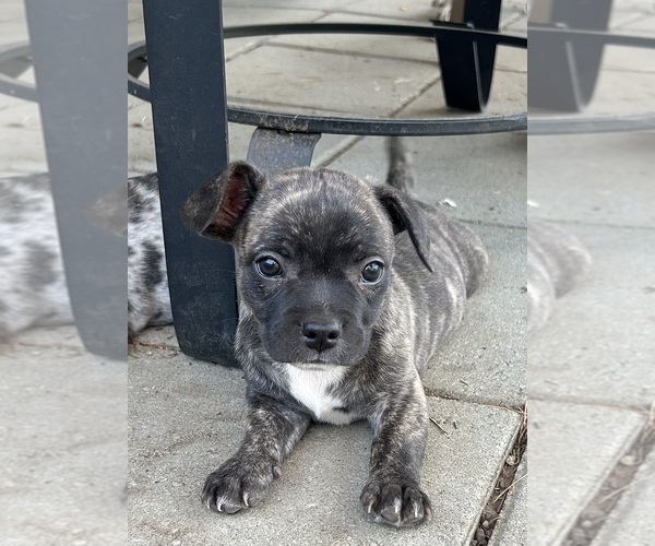 Medium Photo #1 French Bullhuahua Puppy For Sale in KENT, WA, USA
