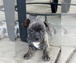 French Bullhuahua Puppy for sale in KENT, WA, USA