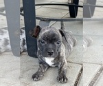 Small French Bullhuahua