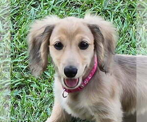Dachshund Puppy for sale in WHITE OAK, NC, USA
