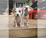 Small #3 Bullboxer Pit