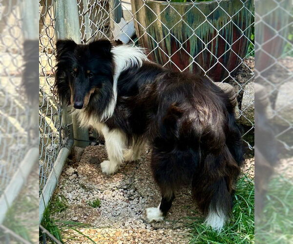 Medium Photo #4 Mutt Puppy For Sale in Wamego, KS, USA